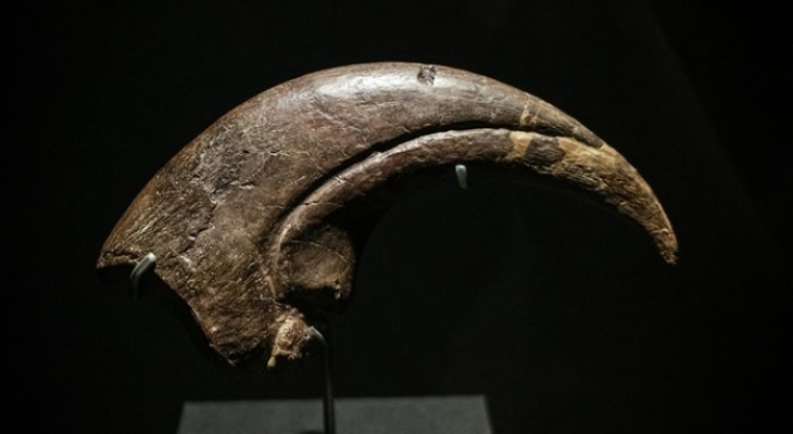 Félelmetes ragadozók lehettek a krokodilszerű dinoszauruszok A krokodilszerű dinoszaruszok mint félelmetes ragadozók