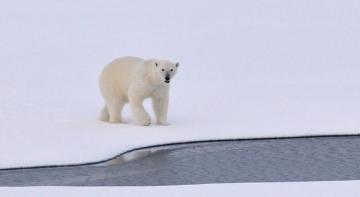 Rénszarvasra vadászó jegesmedvét videóztak le a Spitzbergákon
