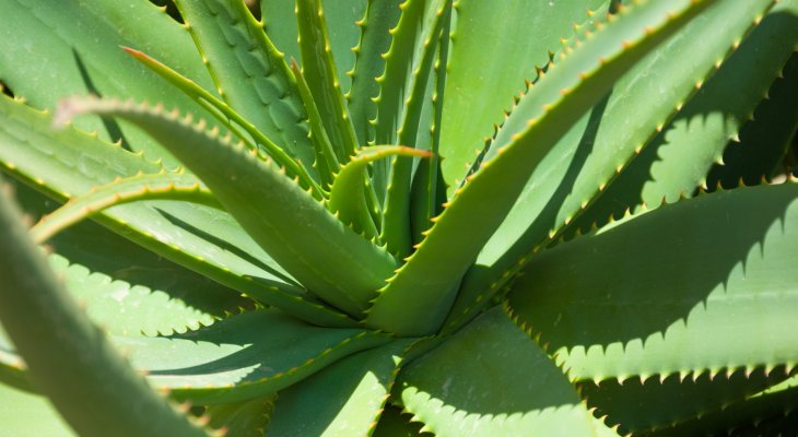 Az aloe vera jótékony hatásai Az aloe vera jótékony hatásai