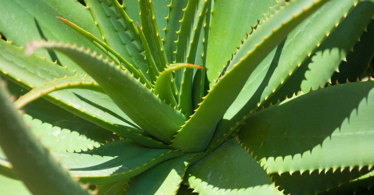 Te tudtad, hogy mennyi mindenre jó az Aloe vera?