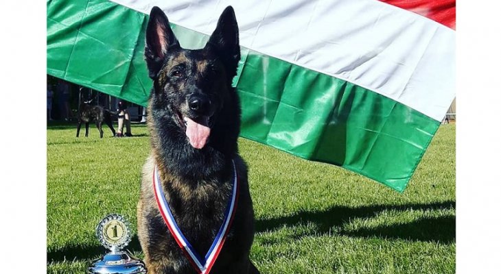 Ismét büszkék lehetünk! A világ legjobb mentőkutyája magyar lett! Magyar a világ legjobb mentőkutyája