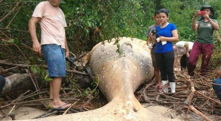 Bálna tetem az esőerdő közepén