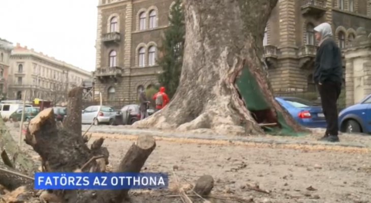 Egy fa törzsében él a Kodály köröndön ez a férfi! A Kodály köröndön egy fa törzsében él