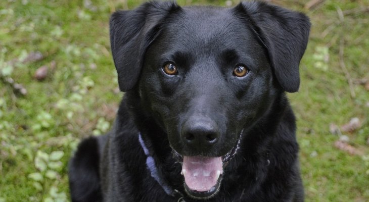 Egyedül buszozik a kutya a parkba