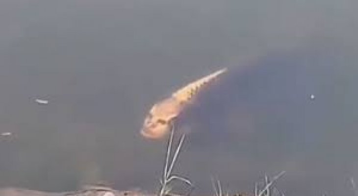 Rejtélyes viziszörny Kummingban Rejtélyes viziszörny Kummingban