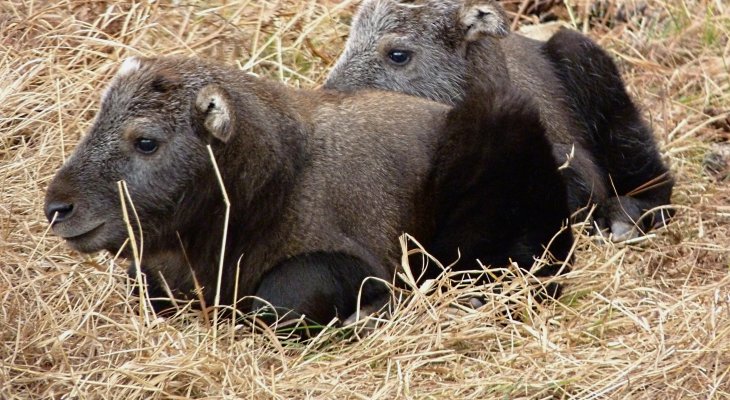 Takin bébivel gyarapodott a Nyíregyházi Állatpark Takin bébivel gyarapodott a Nyíregyházi Állatpark