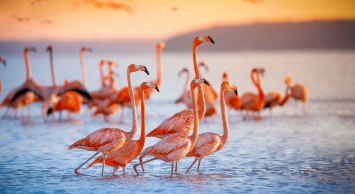 A legrózsaszínebb flamingók a legagresszívabbak is egyben A legrózsaszínebb flamingók a legagresszívabbak is egyben