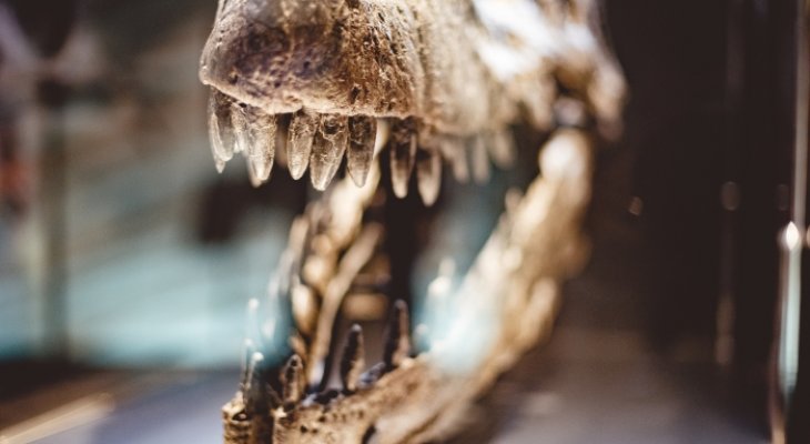 Félelmetes ragadozók lehettek a krokodilszerű dinoszauruszok A krokodilszerű dinoszaruszok mint félelmetes ragadozók