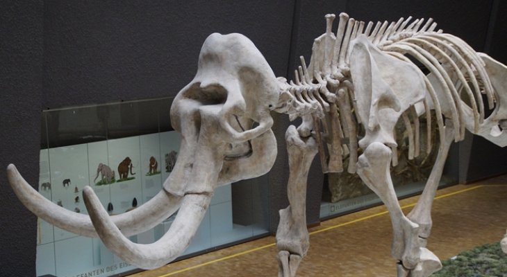 Kihalt állatok, amiket a tudomány visszahozhat az életbe 