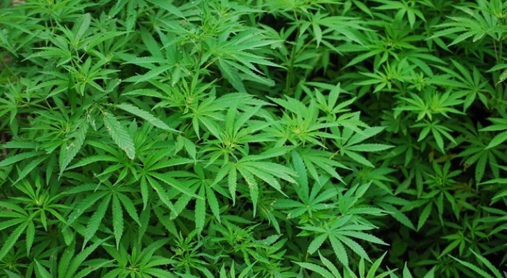 Legalizálni fogják a marihuánát Luxemburgban Legalizálni fogják a marihuánát Luxemburgban